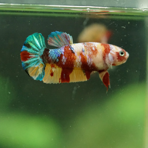 Multicolor/ Galaxy Koi Plakat- Female- 13 Weeks Old