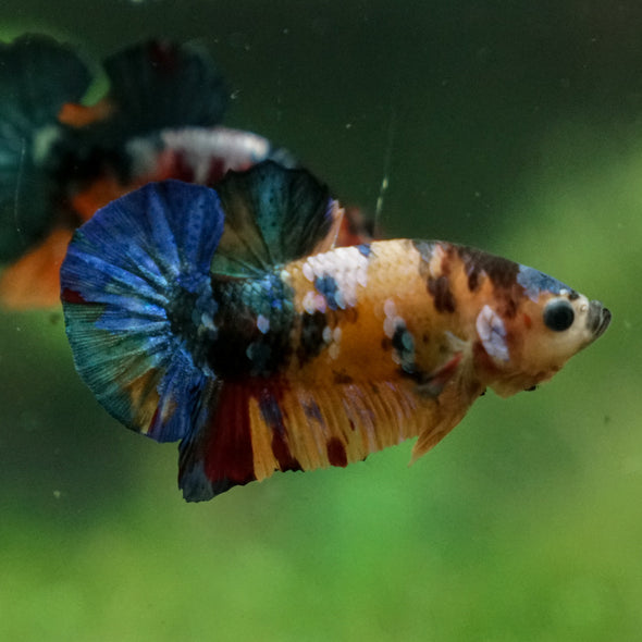 Multicolor/Galaxy Koi Plakat -13 weeks Old