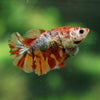 Multicolor/ Galaxy Koi Halfmoon- Female- 13 Weeks Old