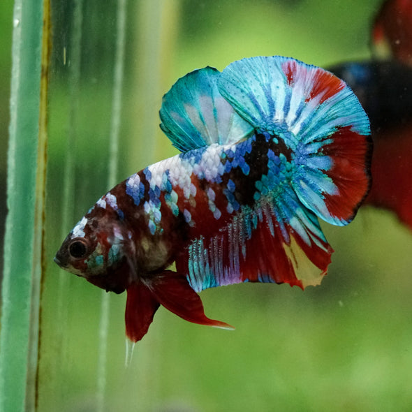 Multicolor/Galaxy Koi Plakat -16 weeks Old