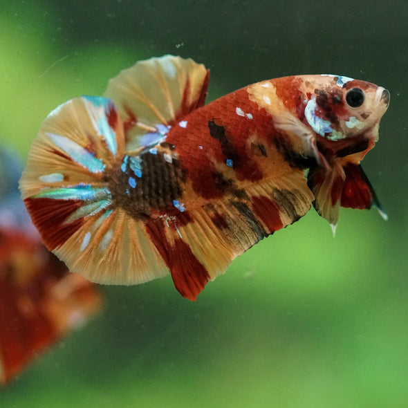 Multicolor/Galaxy Koi Plakat -16 weeks Old