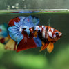 Multicolor/Galaxy Koi Plakat -13 weeks Old