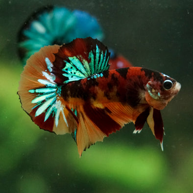 Multicolor/Galaxy Koi Plakat -16 weeks Old