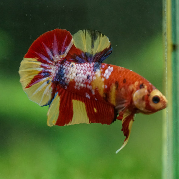 Multicolor/Galaxy Koi Plakat -16 weeks Old