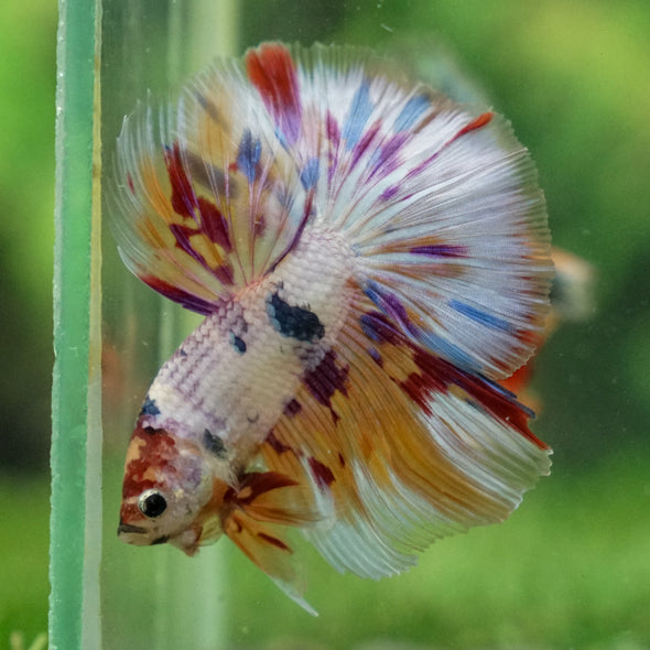 Galaxy/Candy Koi Halfmoon - 13 weeks old