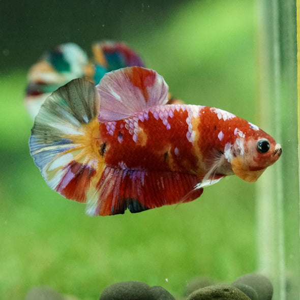 Multicolor/Galaxy Koi Plakat -15 weeks Old