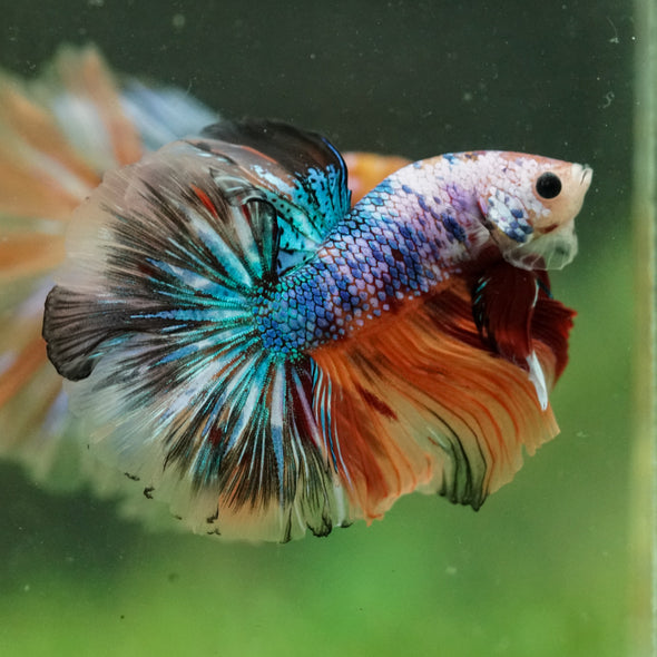 Galaxy/Candy Koi Halfmoon - 14 weeks old