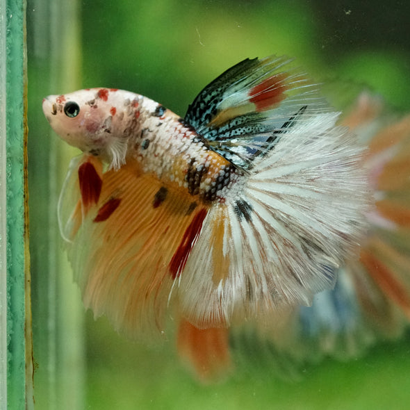 Galaxy/Candy Koi Halfmoon - 14 weeks old