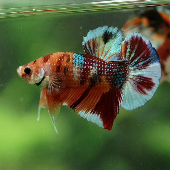 Multicolor/Galaxy Koi Plakat -16 weeks Old