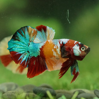 Multicolor/Galaxy Koi Plakat -16 weeks Old