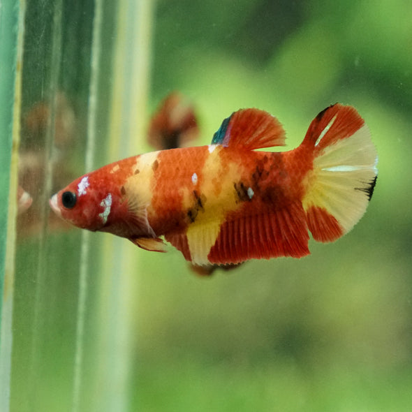 Multicolor/ Galaxy Koi Plakat - Female- 13 Weeks Old