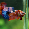 Multicolor/Galaxy Koi Plakat -16 weeks Old