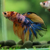 Galaxy/Candy Koi Halfmoon - 14 weeks old