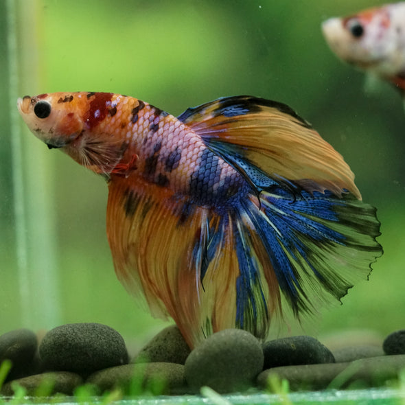 Galaxy/Candy Koi Halfmoon - 14 weeks old