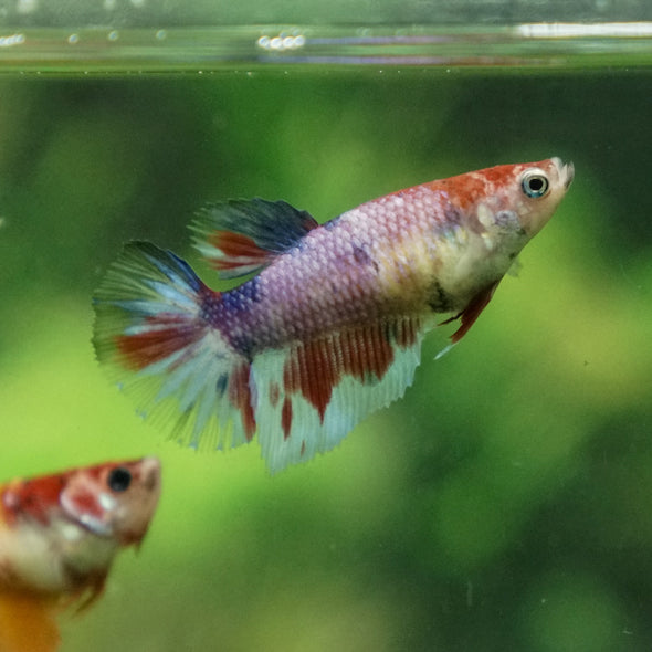 Multicolor/ Galaxy Koi Halfmoon - Female- 13 Weeks Old