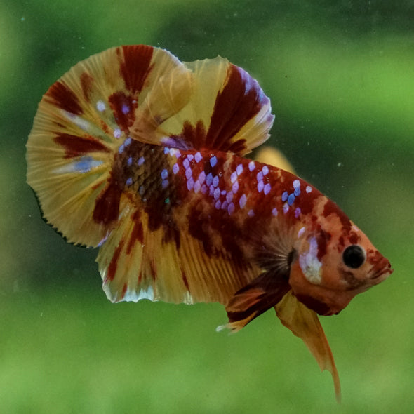 Multicolor/Galaxy Koi Plakat -13 weeks Old