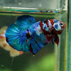 Multicolor/Galaxy Koi Plakat -16 weeks Old