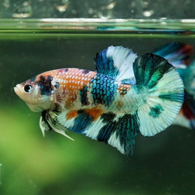 Multicolor/Galaxy Koi Plakat -16 weeks Old