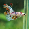 Multicolor/ Galaxy Koi Halfmoon - Female- 13 Weeks Old