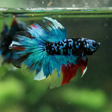 Black Base Galaxy Koi Halfmoon (Avatar) - 14 weeks old