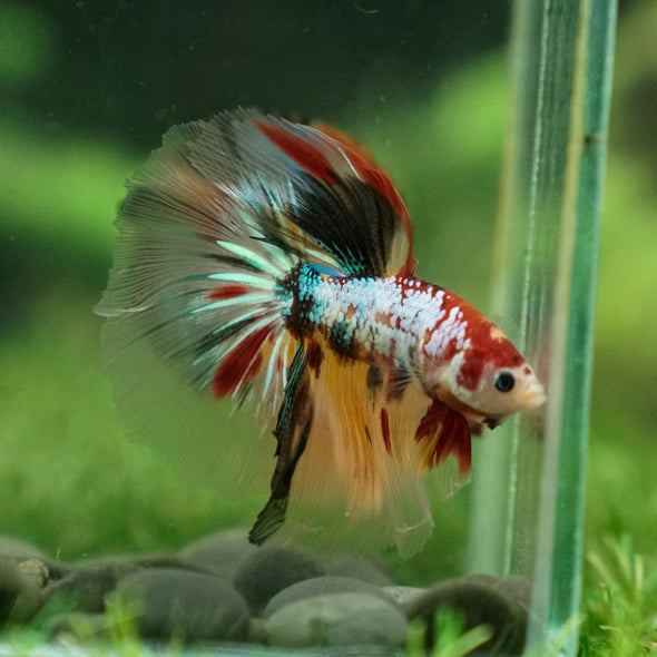 Galaxy Koi Halfmoon - 13 weeks old