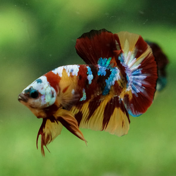 Multicolor/Galaxy Koi Plakat -13 weeks Old