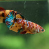 Multicolor/ Galaxy Koi Plakat- Female- 13 Weeks Old