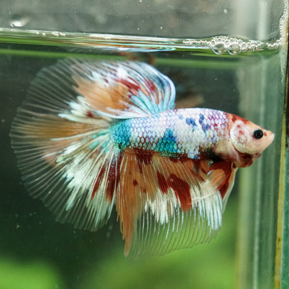 Galaxy/Candy Koi Halfmoon - 14 weeks old