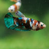 Multicolor/ Galaxy Koi Plakat- Female- 13 Weeks Old