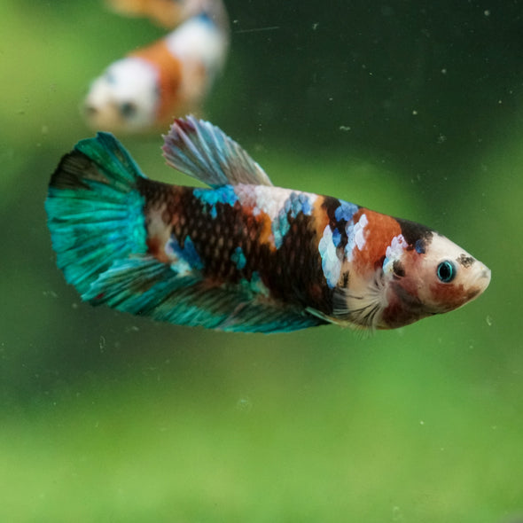 Multicolor/ Galaxy Koi Plakat- Female- 13 Weeks Old