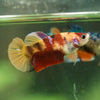 Multicolor/ Galaxy Koi Plakat- Female- 13 Weeks Old