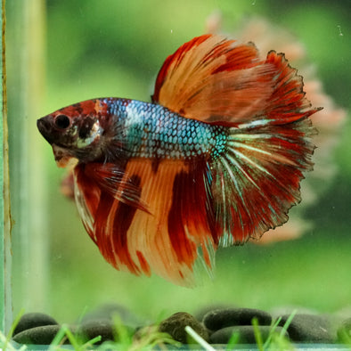 Galaxy/Candy Koi Halfmoon - 14 weeks old