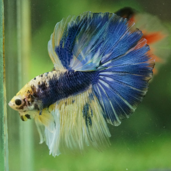 Galaxy/Candy Koi Halfmoon - 11 weeks old
