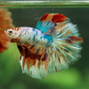Galaxy/Candy Koi Halfmoon - 14 weeks old