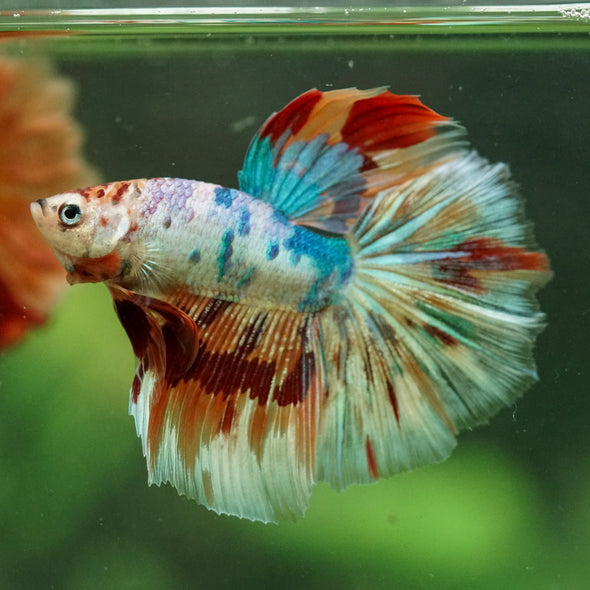 Galaxy/Candy Koi Halfmoon - 14 weeks old