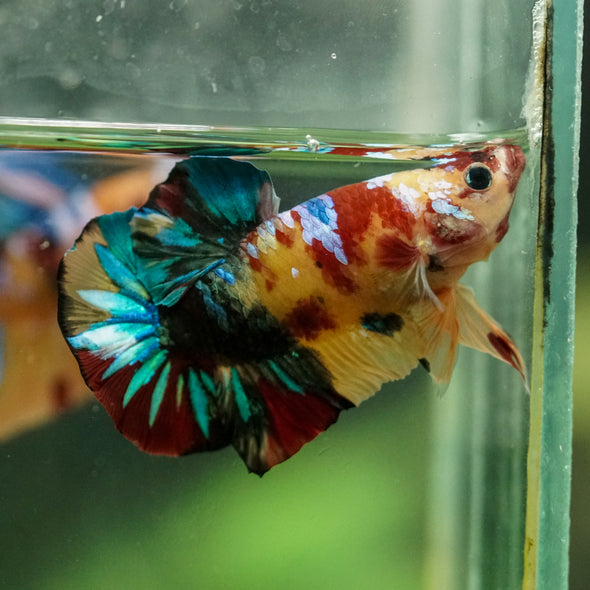 Multicolor/Galaxy Koi Plakat -16 weeks Old