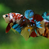 Multicolor/Galaxy Koi Plakat -16 weeks Old