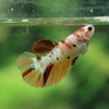 Multicolor/ Galaxy Koi Halfmoon- Female- 13 Weeks Old