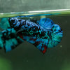 Black Koi Galaxy Plakat (Avatar) -10 weeks Old