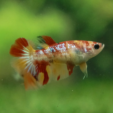 Multicolor/ Galaxy Koi Halfmoon - Female- 13 Weeks Old