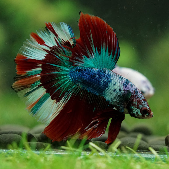 Galaxy/Candy Koi Halfmoon - 14 weeks old