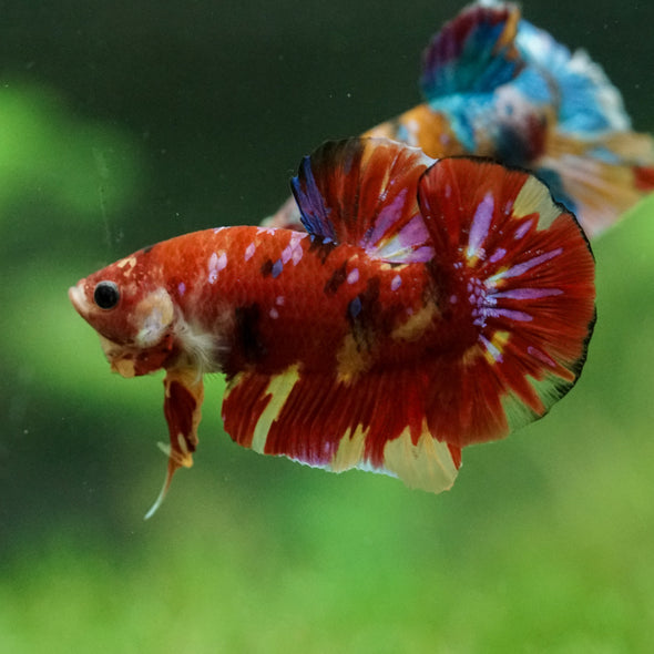 Multicolor/Galaxy Koi Plakat -15 weeks Old