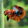 Multicolor/Galaxy Koi Plakat -13 weeks Old