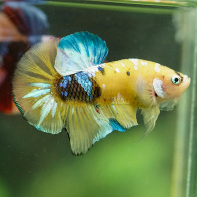 Multicolor/Galaxy Koi Plakat -16 weeks Old