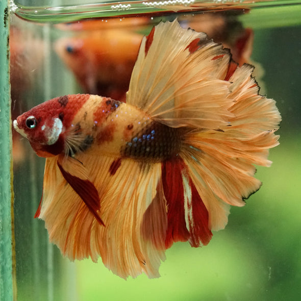 Galaxy/Candy Koi Halfmoon - 14 weeks old