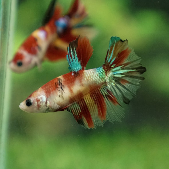 Multicolor/ Galaxy Koi Halfmoon- Female- 13 Weeks Old