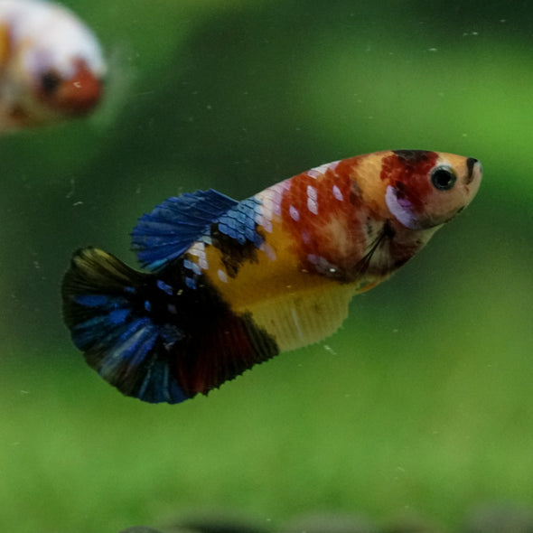 Multicolor/ Galaxy Koi Plakat- Female- 13 Weeks Old