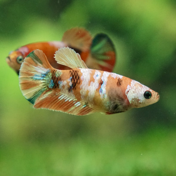 Multicolor/ Galaxy Koi Plakat - Female- 13 Weeks Old