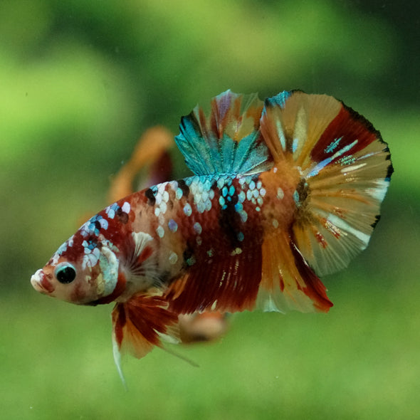 Multicolor/Galaxy Koi Plakat -13 weeks Old