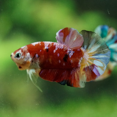 Multicolor/Galaxy Koi Plakat -15 weeks Old